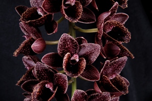 Fredclarkeara L'amour de vie de Sue Sunset Valley Orchids HCC/AOS 79 pts.